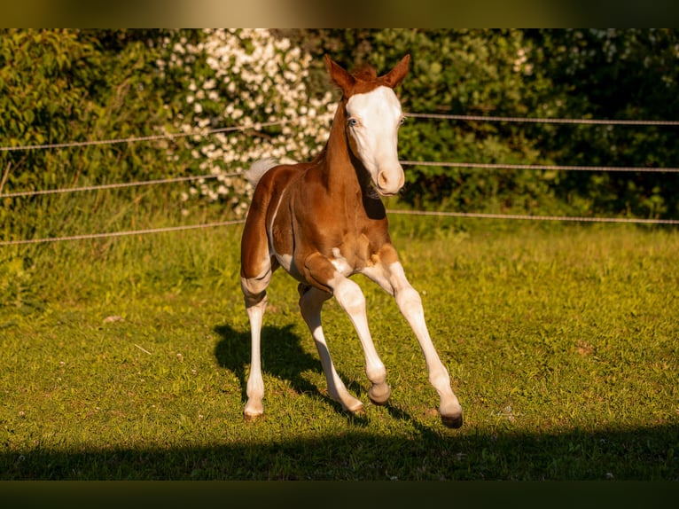 American Quarter Horse Ogier Źrebak (06/2026) 150 cm Overo wszelkich maści in Ensdorf