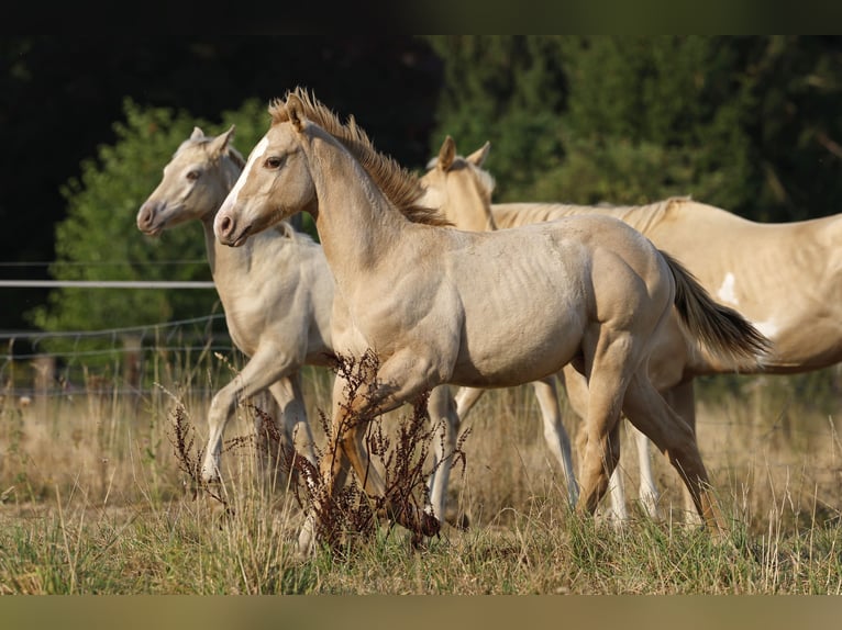 American Quarter Horse Ogier Źrebak (04/2026) 150 cm Szampańska in Rödinghausen