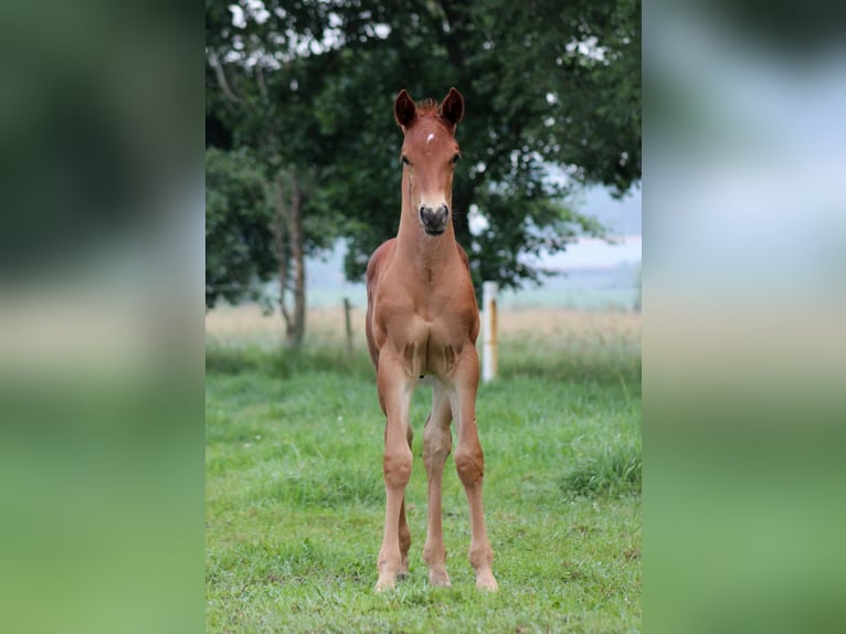 American Quarter Horse Ogier Źrebak (06/2026) 151 cm Ciemnokasztanowata in Stade