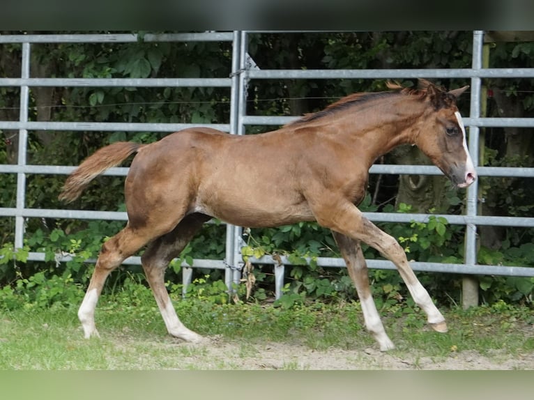 American Quarter Horse Ogier Źrebak (04/2024) 152 cm Ciemnokasztanowata in Düsseldorf