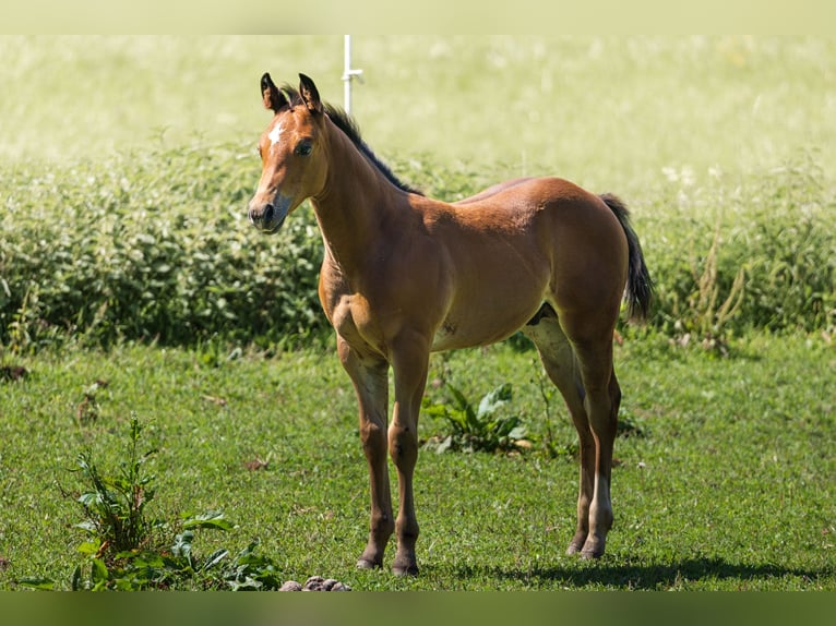 American Quarter Horse Ogier Źrebak (05/2025) 152 cm Gniada in Dietenheim American Quarter Horse Ogier Źrebak (05/2025) 152 cm Gniada in Dietenheim