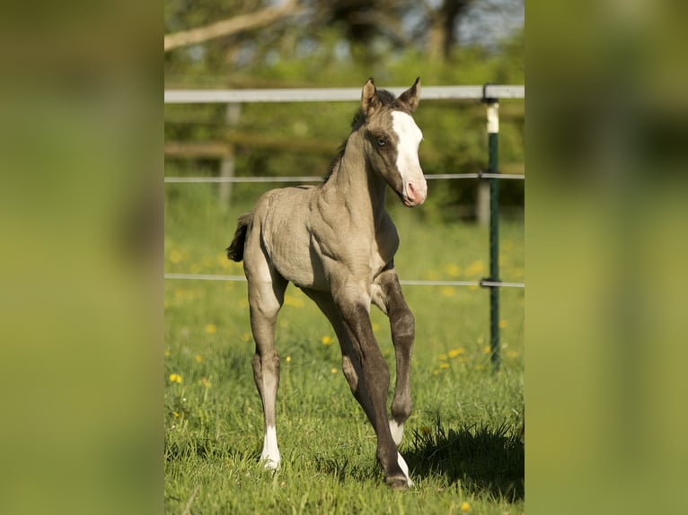 American Quarter Horse Ogier  152 cm Grullo in Alt Duvenstedt