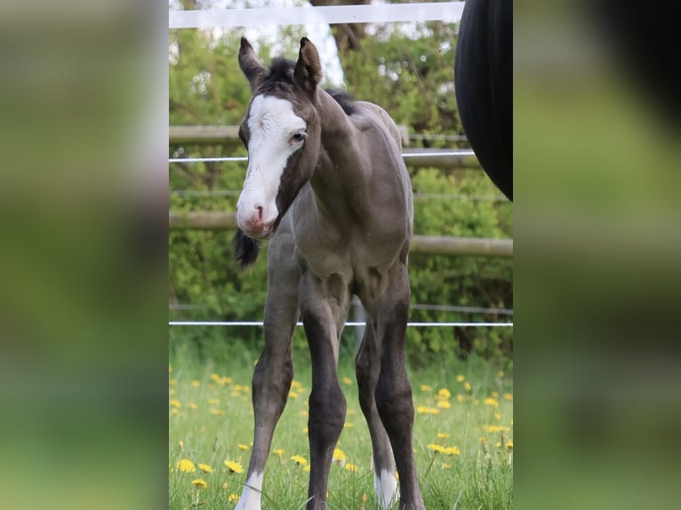 American Quarter Horse Ogier  152 cm Grullo in Alt Duvenstedt