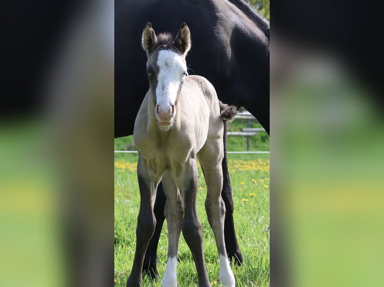 American Quarter Horse Ogier  152 cm Grullo in Alt Duvenstedt