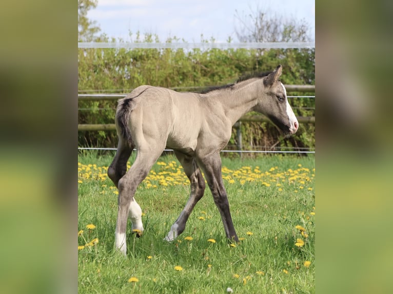 American Quarter Horse Ogier  152 cm Grullo in Alt Duvenstedt