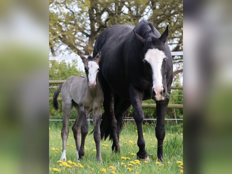 American Quarter Horse Ogier  152 cm Grullo in Alt Duvenstedt