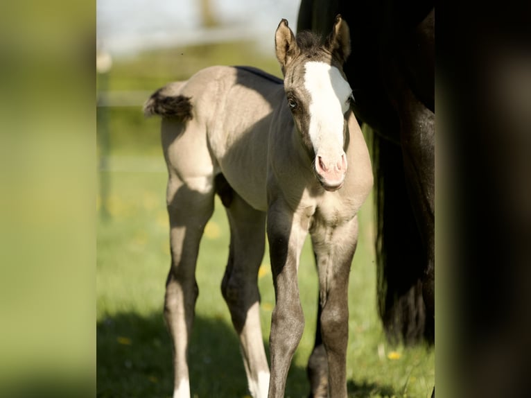 American Quarter Horse Ogier  152 cm Grullo in Alt Duvenstedt