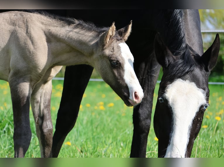 American Quarter Horse Ogier  152 cm Grullo in Alt Duvenstedt