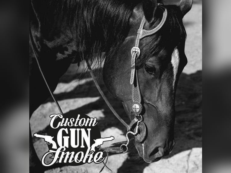 American Quarter Horse Ogier Źrebak (03/2025) 153 cm Ciemnokasztanowata in Steinebrunn
