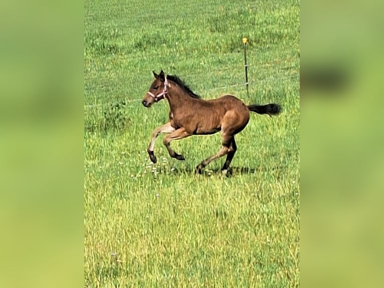 American Quarter Horse Ogier Źrebak (03/2026) 153 cm Gniadodereszowata in Ostermiething