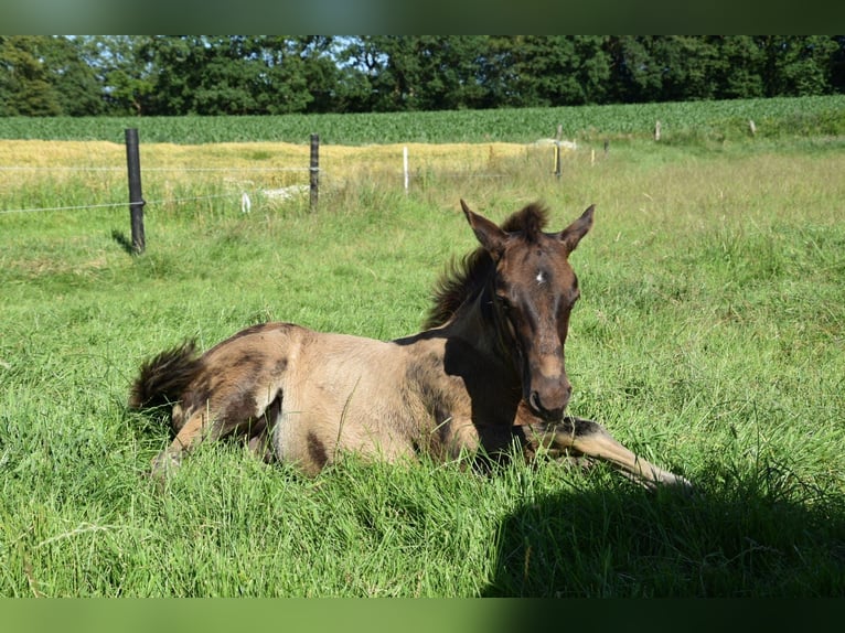 American Quarter Horse Ogier Źrebak (03/2026) 153 cm Jelenia in Nordhorn
