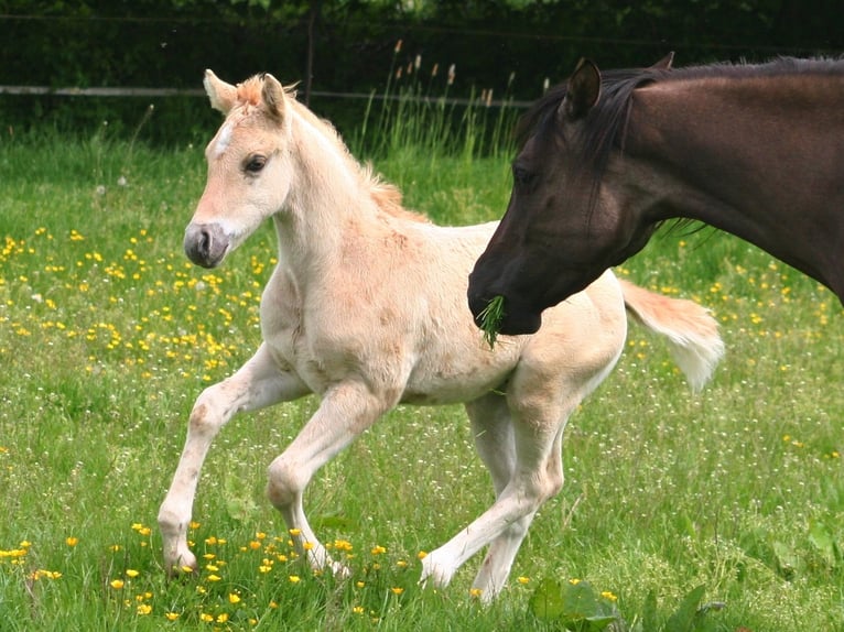 American Quarter Horse Ogier Źrebak (03/2026) 154 cm Dunalino in Düsseldorf