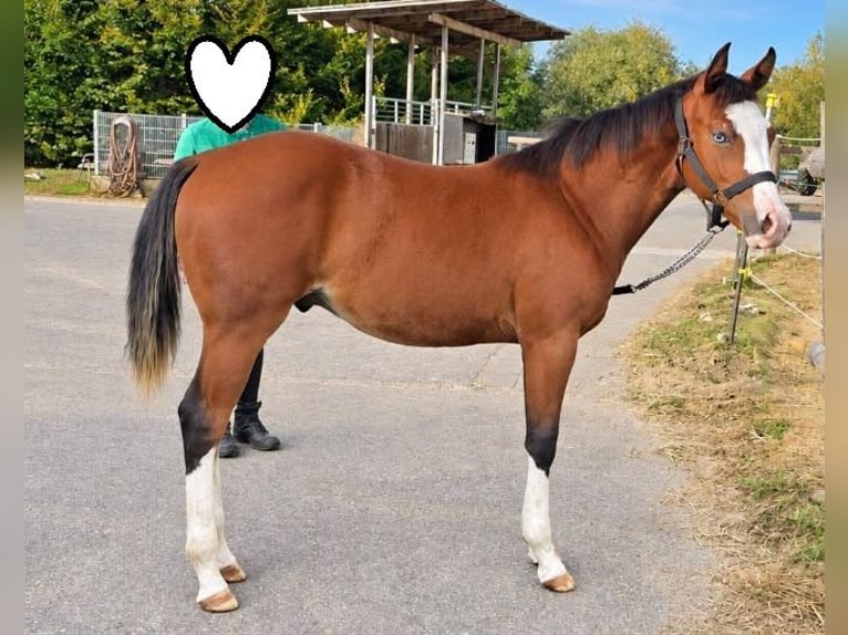American Quarter Horse Ogier Źrebak (02/2026) 154 cm Gniada in Bad Abbach