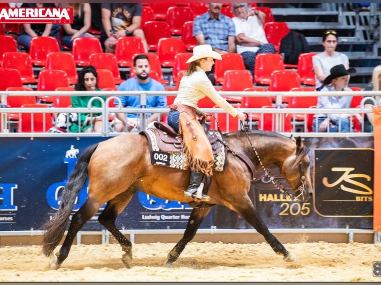 American Quarter Horse Ogier Źrebak (05/2026) 154 cm Izabelowata in Neufra