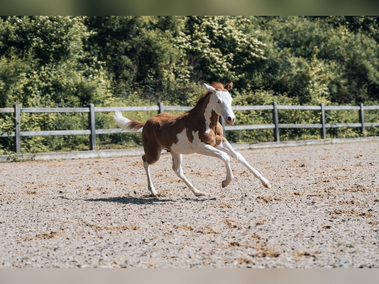 American Quarter Horse Ogier Źrebak (02/2024) 154 cm Srokata in Ottobeuren