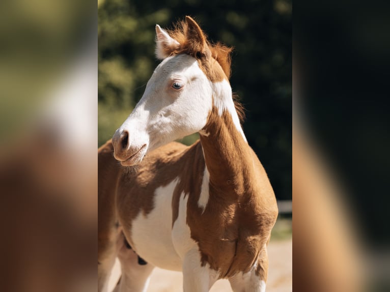 American Quarter Horse Ogier Źrebak (02/2024) 154 cm Srokata in Ottobeuren