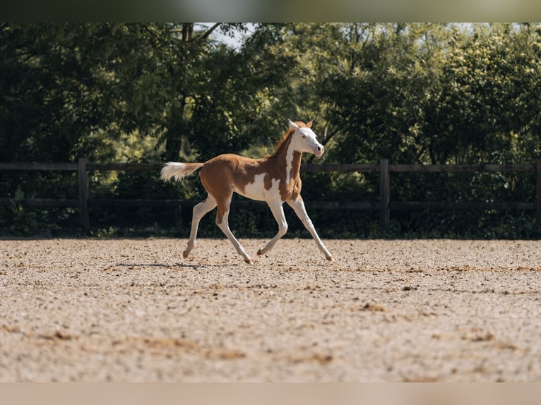 American Quarter Horse Ogier Źrebak (02/2024) 154 cm Srokata in Ottobeuren