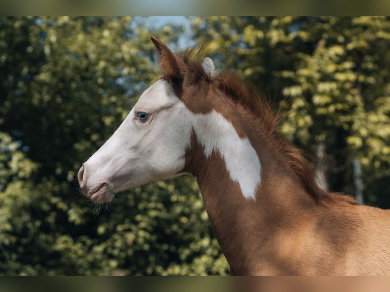 American Quarter Horse Ogier Źrebak (02/2024) 154 cm Srokata in Ottobeuren