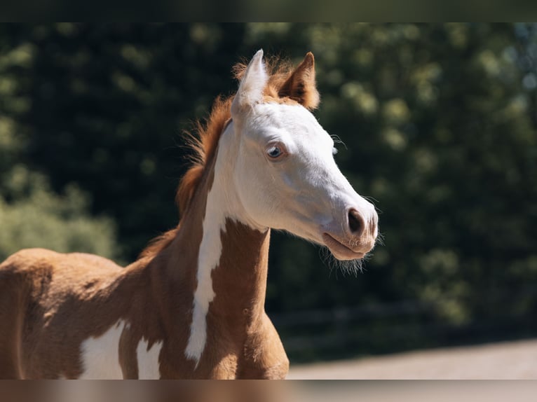 American Quarter Horse Ogier Źrebak (02/2024) 154 cm Srokata in Ottobeuren