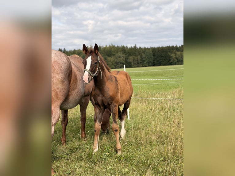 American Quarter Horse Ogier Źrebak (04/2026) 155 cm Ciemnokasztanowata in Helmbrechts
