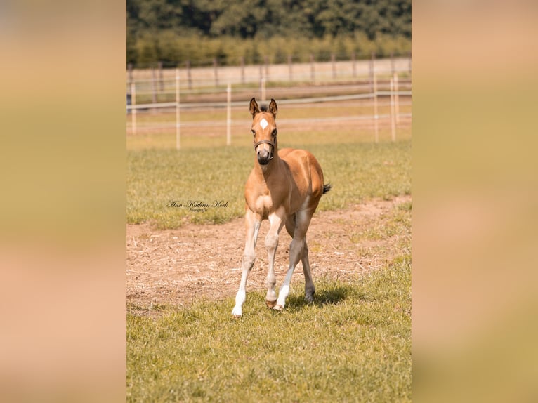 American Quarter Horse Ogier  155 cm Jelenia in Lahn