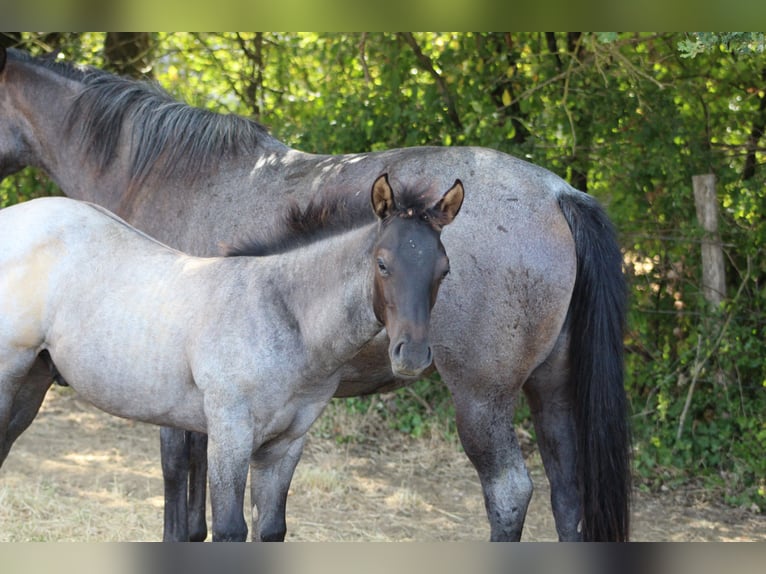American Quarter Horse Ogier Źrebak (04/2026) 155 cm Karodereszowata in Soulgé-sur-Ouette