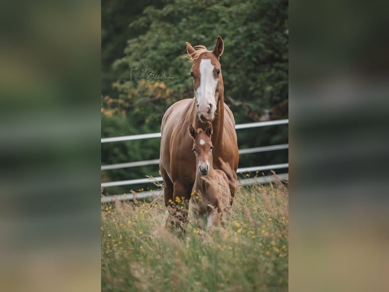American Quarter Horse Ogier  155 cm Kasztanowata in Modautal