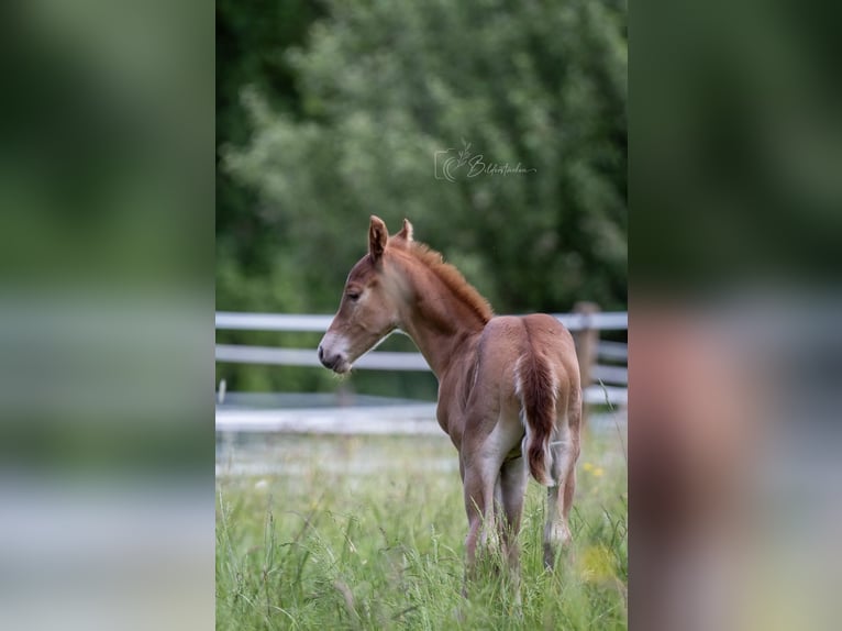 American Quarter Horse Ogier  155 cm Kasztanowata in Modautal