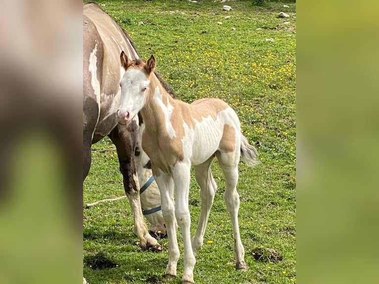 American Quarter Horse Ogier Źrebak (04/2024) 155 cm Overo wszelkich maści in Opi