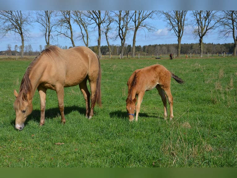 American Quarter Horse Ogier Źrebak (02/2026) 155 cm Szampańska in Nordhorn