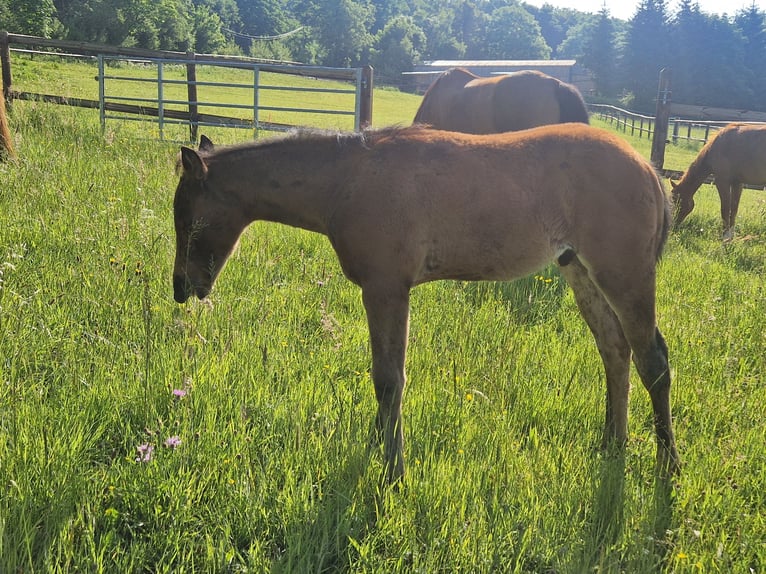 American Quarter Horse Ogier  156 cm Ciemnogniada in Greifenstein