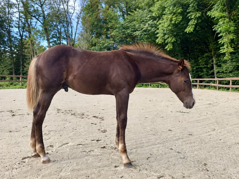 American Quarter Horse Ogier Źrebak (05/2026) 158 cm Ciemnokasztanowata in Steinbeck