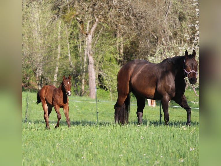 American Quarter Horse Ogier Źrebak (03/2026) 158 cm Gniada in Rosenfeld