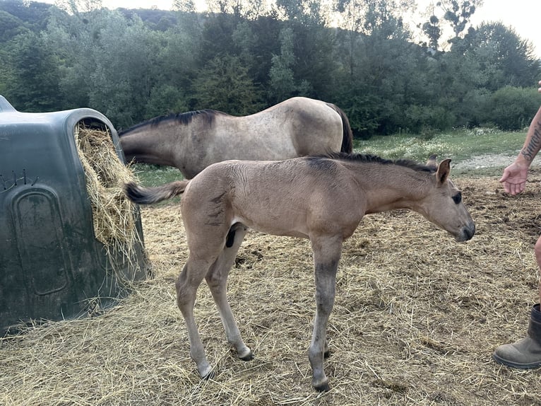 American Quarter Horse Ogier Źrebak (07/2026) 158 cm Grullo in Opi