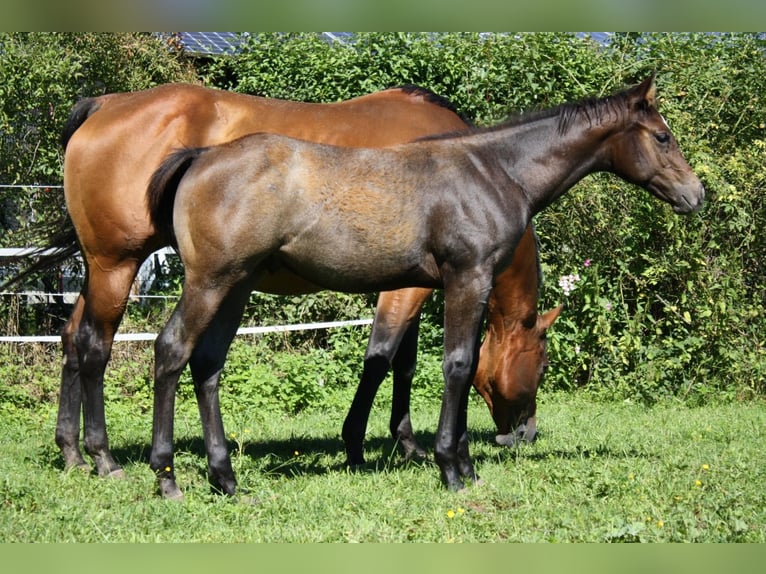 American Quarter Horse Ogier Źrebak (05/2025) 160 cm Gniadodereszowata in Geretsried American Quarter Horse Ogier Źrebak (05/2025) 160 cm Gniadodereszowata in Geretsried