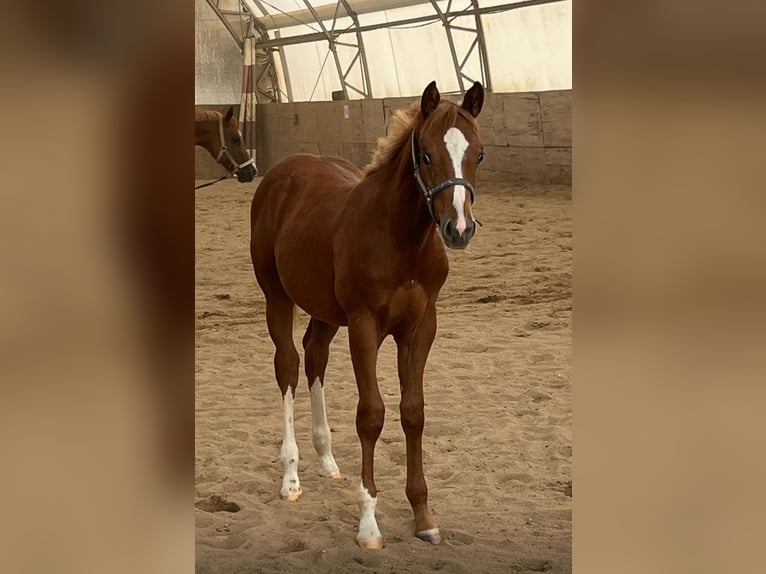 American Quarter Horse Ogier Źrebak (03/2025) 160 cm Kasztanowata in Kirchendemenreuth