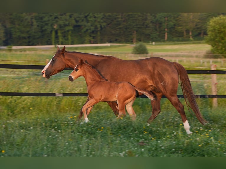 American Quarter Horse Ogier  Ciemnokasztanowata in Biberach an der Ri&#xDF;