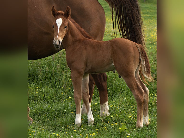 American Quarter Horse Ogier  Ciemnokasztanowata in Biberach an der Ri&#xDF;