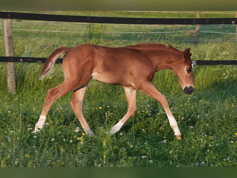 American Quarter Horse Ogier  Ciemnokasztanowata in Biberach an der Ri&#xDF;