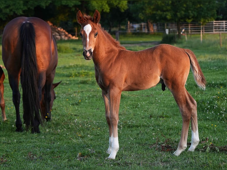 American Quarter Horse Ogier  Ciemnokasztanowata in Biberach an der Ri&#xDF;
