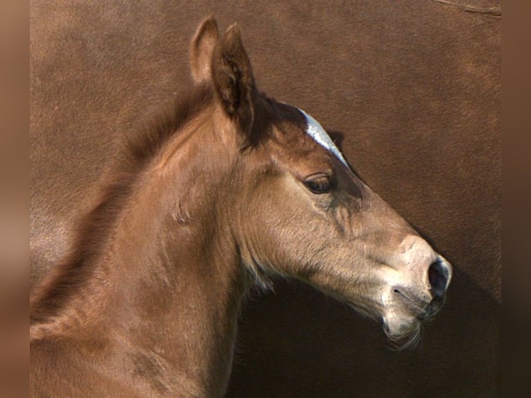 American Quarter Horse Ogier  Ciemnokasztanowata in Biberach an der Ri&#xDF;
