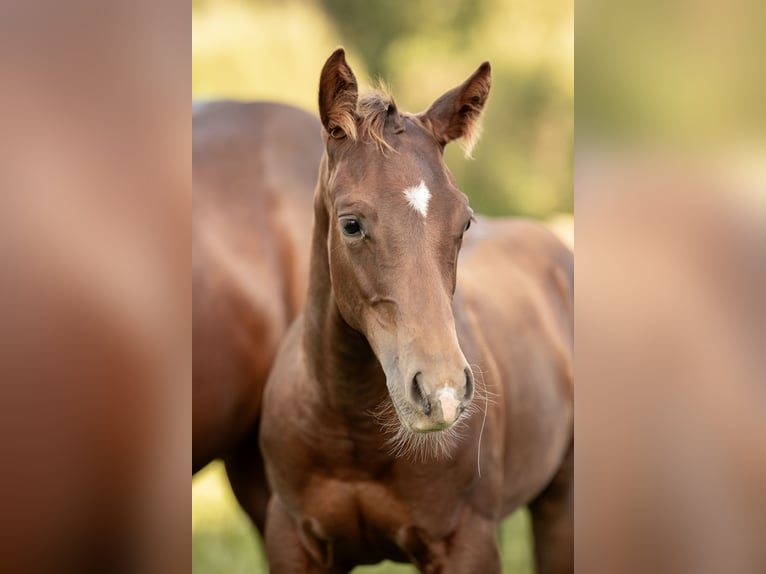 American Quarter Horse Ogier Źrebak (04/2024) Ciemnokasztanowata in Neunkirchen