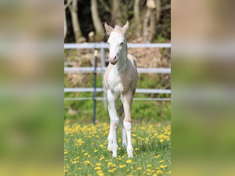 American Quarter Horse Ogier Źrebak (04/2026) Dunalino in Alt Duvenstedt