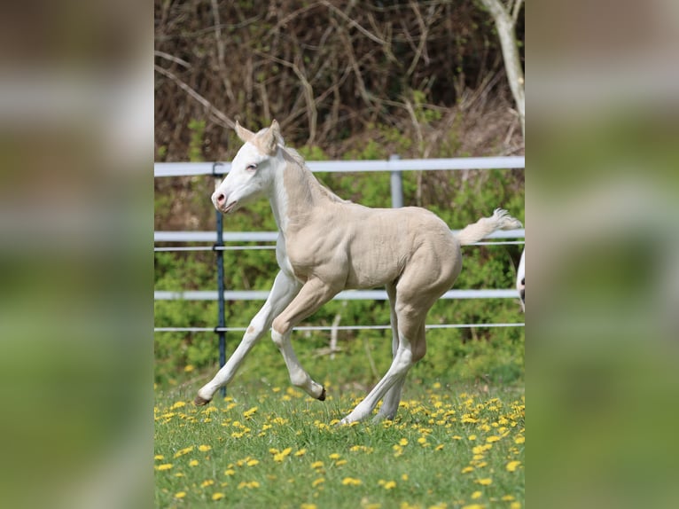 American Quarter Horse Ogier Źrebak (04/2026) Dunalino in Alt Duvenstedt