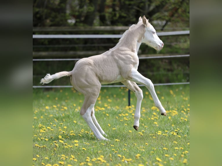 American Quarter Horse Ogier Źrebak (04/2026) Dunalino in Alt Duvenstedt