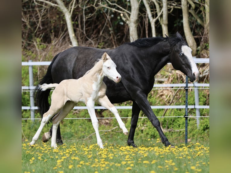 American Quarter Horse Ogier Źrebak (04/2026) Dunalino in Alt Duvenstedt
