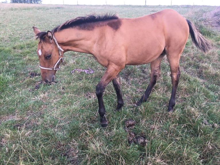 American Quarter Horse Ogier Źrebak (04/2024) Formy Brown Falb in Petit-Réderching