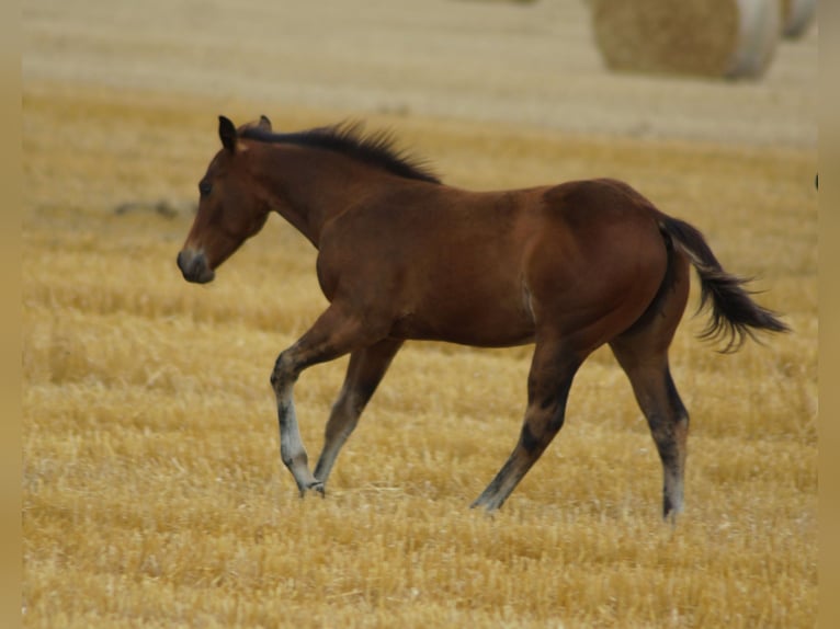 American Quarter Horse Ogier Źrebak (04/2026) Gniada in Linsburg