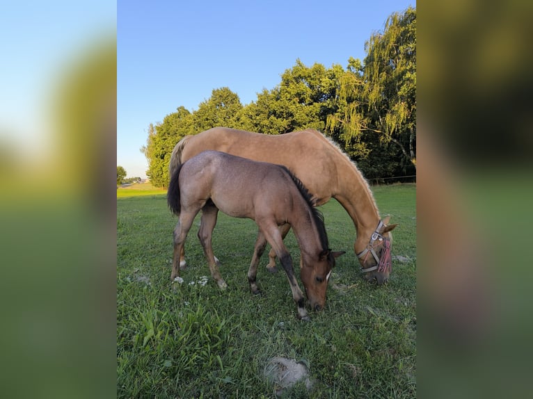 American Quarter Horse Ogier Źrebak (05/2025) Gniadodereszowata in Poci&#x119;karb