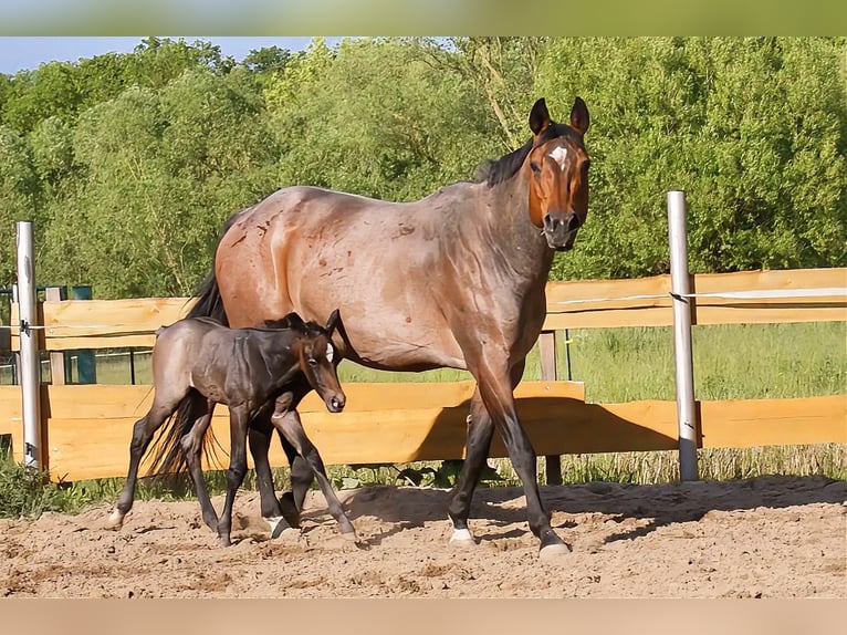 American Quarter Horse Ogier Źrebak (05/2026) Gniadodereszowata in Delitzsch